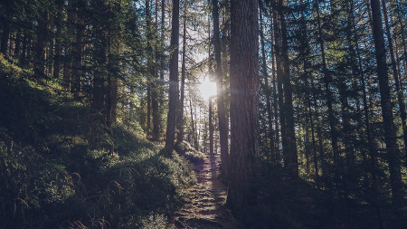 Wald mit Lichtung zeigt den Klausel-Dschungel beim Thema Arbeitsvertrag